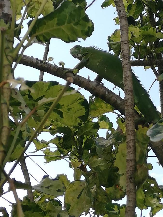 Campestre Arboretto *
